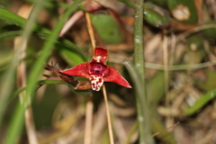 Maxillaria tenuifolia