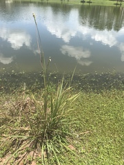 Tripsacum dactyloides