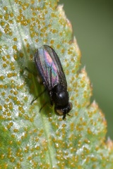 Cnemacantha muscaria