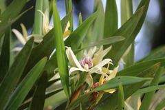 Prosthechea radiata