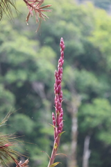 Tillandsia lucida