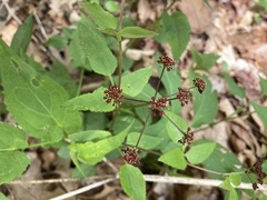 Thaspium trifoliatum trifoliatum