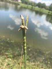 Tripsacum dactyloides