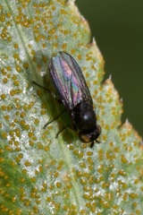 Cnemacantha muscaria