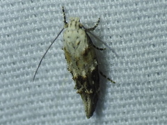 Mompha murtfeldtella