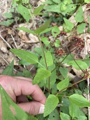 Thaspium trifoliatum trifoliatum