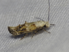 Mompha murtfeldtella