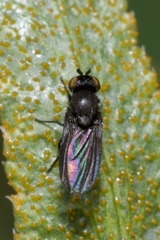 Cnemacantha muscaria