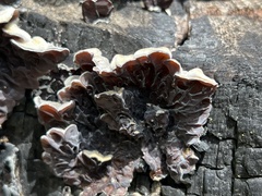Auricularia mesenterica