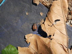 Pyrrhocoris apterus