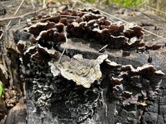 Auricularia mesenterica