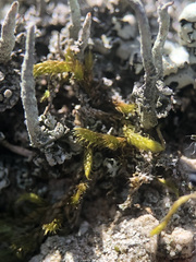 Cladonia glauca