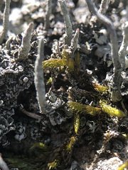 Cladonia glauca