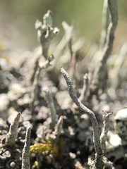 Cladonia glauca