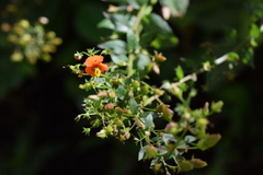 Alonsoa meridionalis