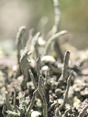 Cladonia glauca