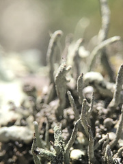 Cladonia glauca