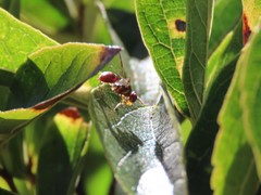 Didacus ciliatus