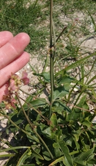 Mirabilis austrotexana