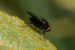 Cnemacantha muscaria