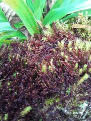 Anastrophyllum auritum