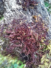 Anastrophyllum auritum