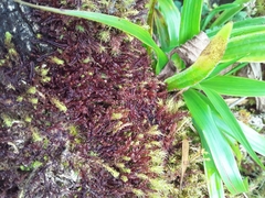 Anastrophyllum auritum