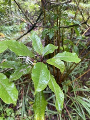 Clermontia parviflora