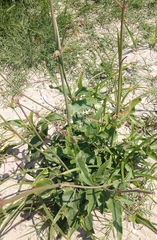 Mirabilis austrotexana