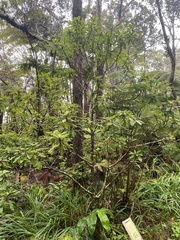 Clermontia parviflora