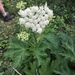 Common Cowparsnip - Photo (c) Shelby Prevost, some rights reserved (CC BY-NC)