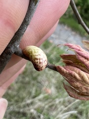Amphibolips ellipsoidalis