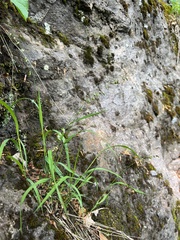 Melica nutans