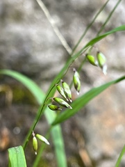 Melica nutans