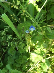 Veronica persica