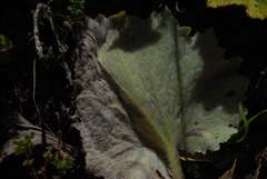 Pericallis tussilaginis image