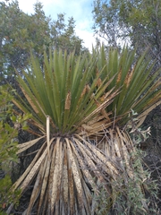 Yucca carnerosana