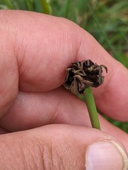 Microbotryum tragopogonis-pratensis