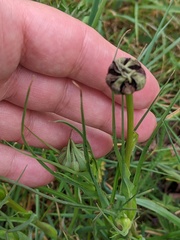 Microbotryum tragopogonis-pratensis