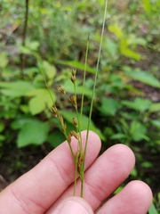 Juncus dudleyi