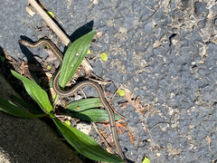 Thamnophis radix