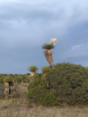 Yucca carnerosana