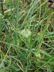 Microbotryum tragopogonis-pratensis