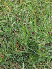 Microbotryum tragopogonis-pratensis