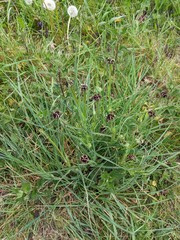 Microbotryum tragopogonis-pratensis