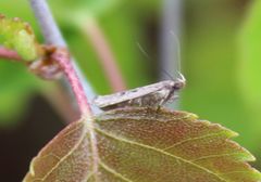 Neofaculta ericetella