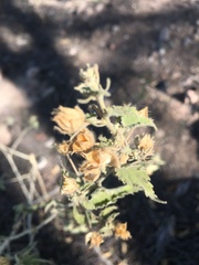 Pseudabutilon virgatum