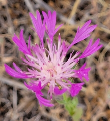 Centaurea diluta