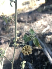 Pseudabutilon virgatum