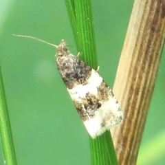 Olethreutes fasciatana